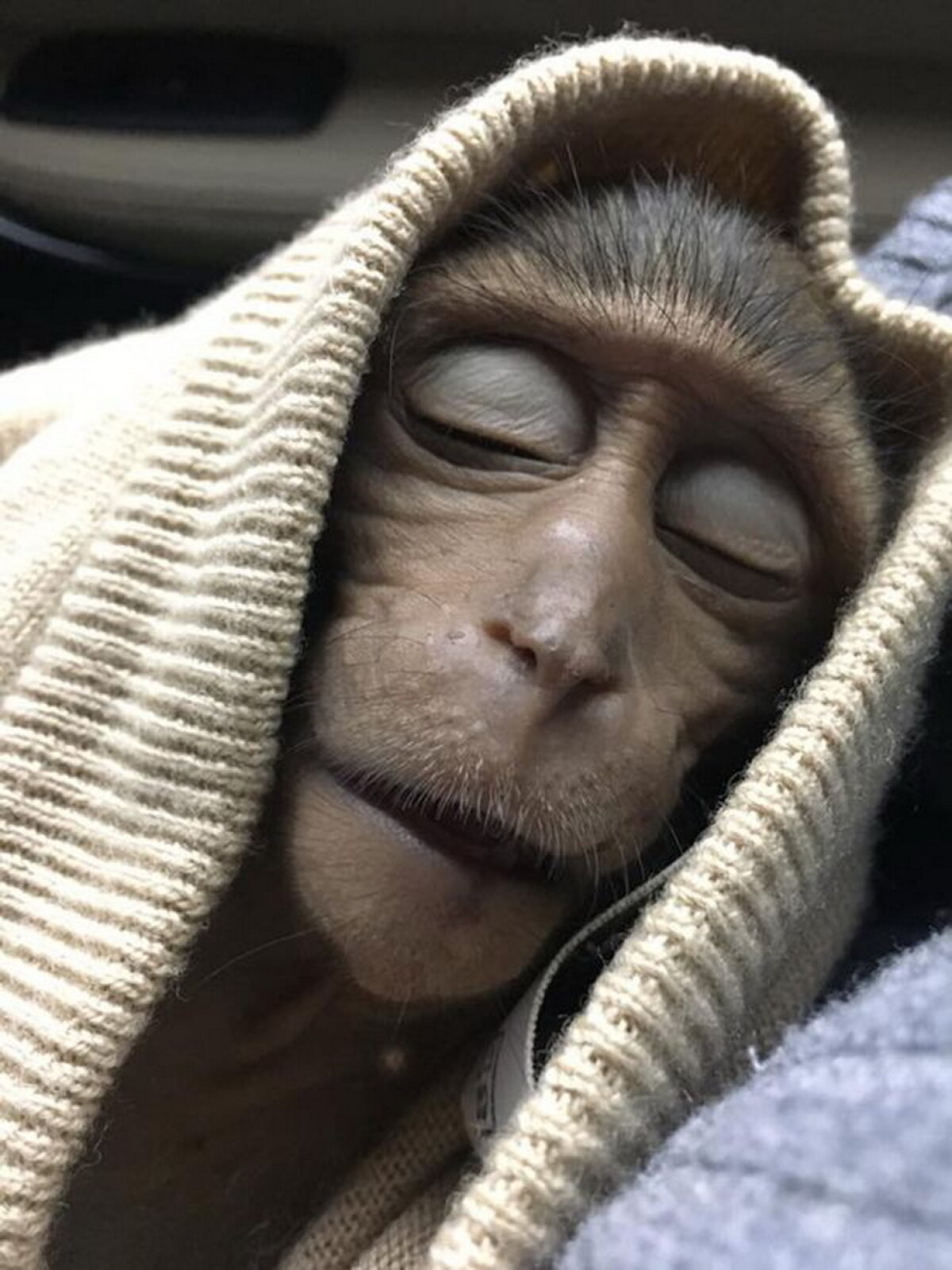 FOTO Un pui de maimuță a stat în comă 10 ore după o supradoză de cafea