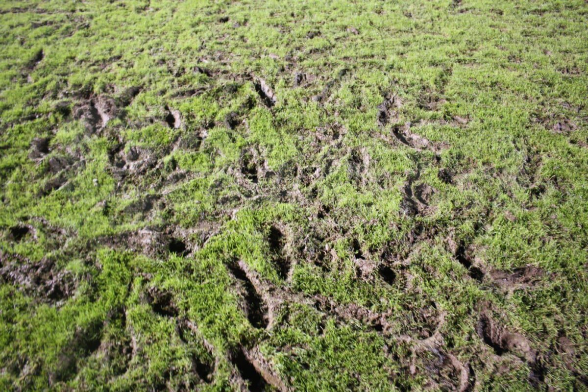 FOTO INCREDIBIL Scoateți tractoarele, vine România! Cum a fost primit "tineretul" înainte de meciul de foc din Țara Galilor