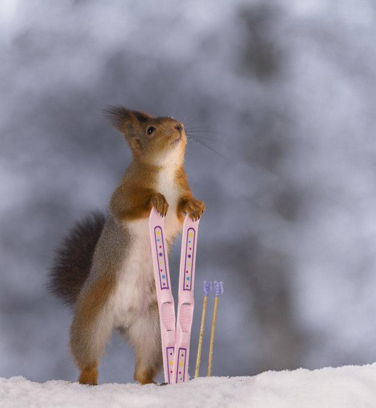 GALERIE FOTO Acestea sunt cele mai tari fotografii cu o veveriță. O să râzi cu lacrimi!