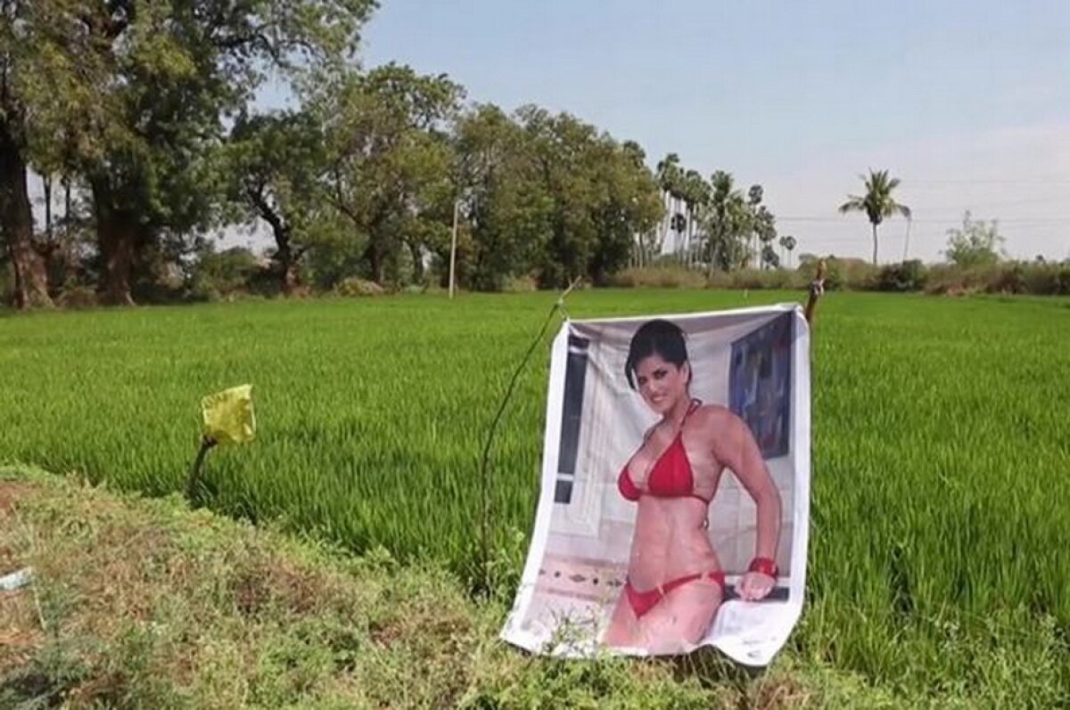 Culmea agriculturii! Un fermier crede că un star porno i-a crescut cultura de varză