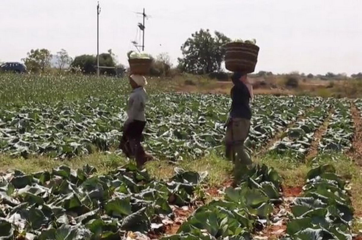 Culmea agriculturii! Un fermier crede că un star porno i-a crescut cultura de varză