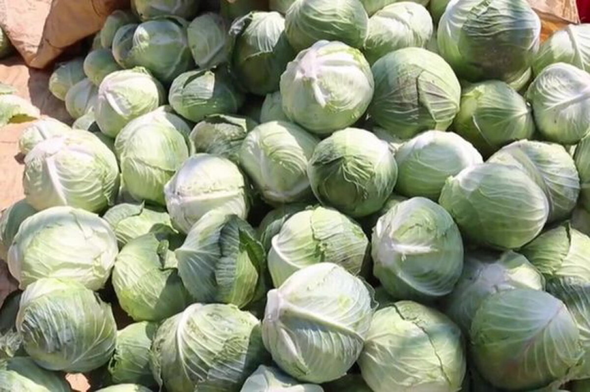 Culmea agriculturii! Un fermier crede că un star porno i-a crescut cultura de varză