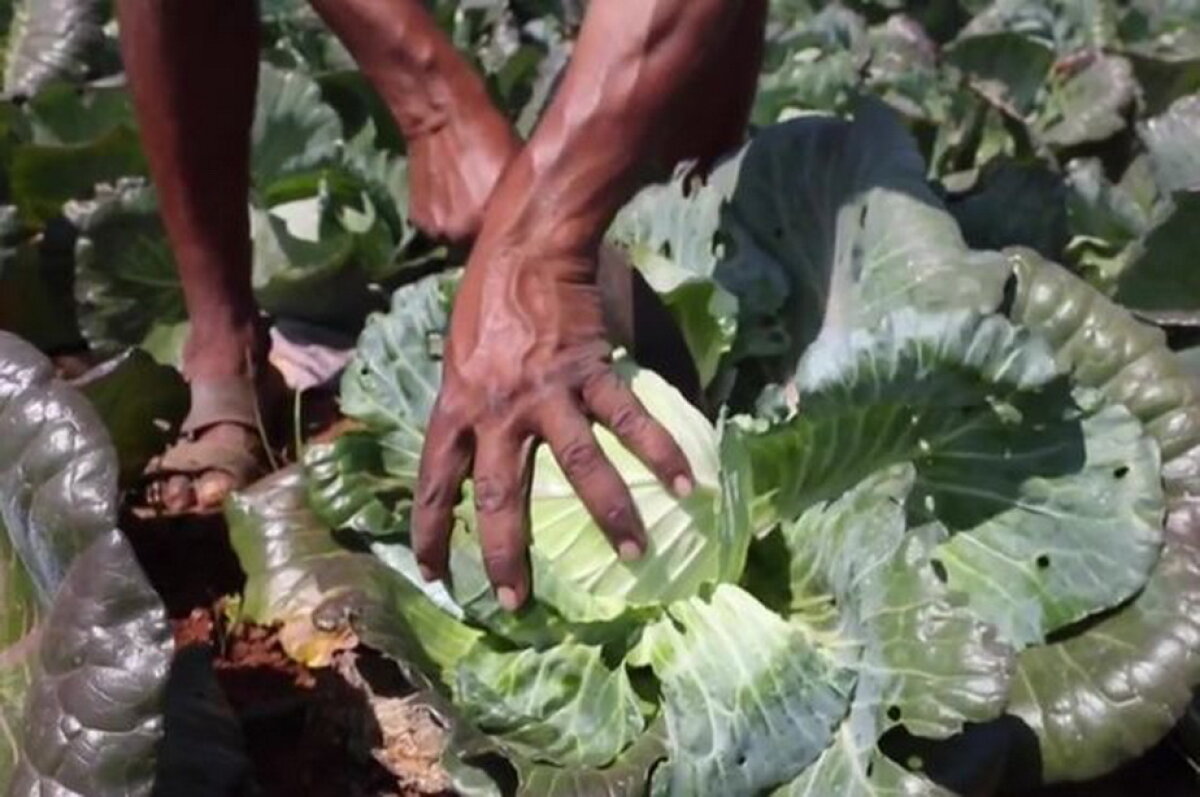 Culmea agriculturii! Un fermier crede că un star porno i-a crescut cultura de varză