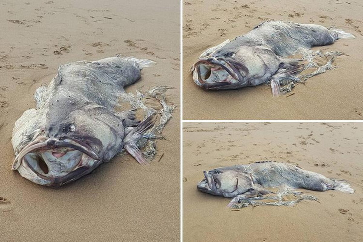 FOTO & VIDEO Cel mai misterios pește de 150 de kilograme, descoperit în Australia