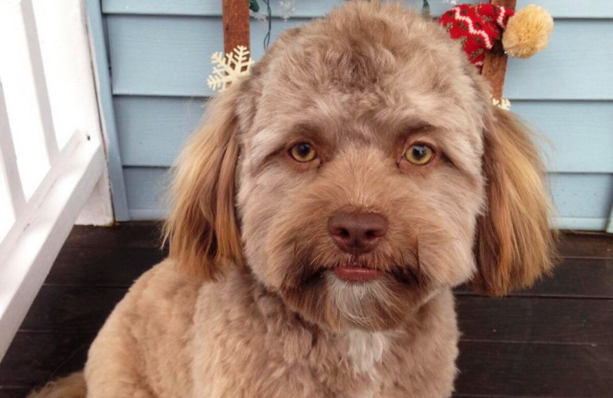 FOTO & VIDEO Un căţel cu chip de om a înnebunit lumea virtuală