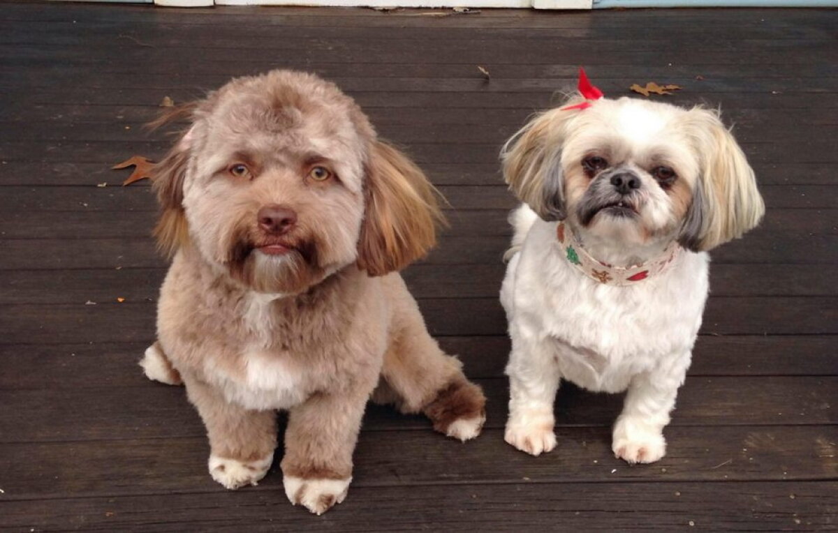 FOTO & VIDEO Un căţel cu chip de om a înnebunit lumea virtuală