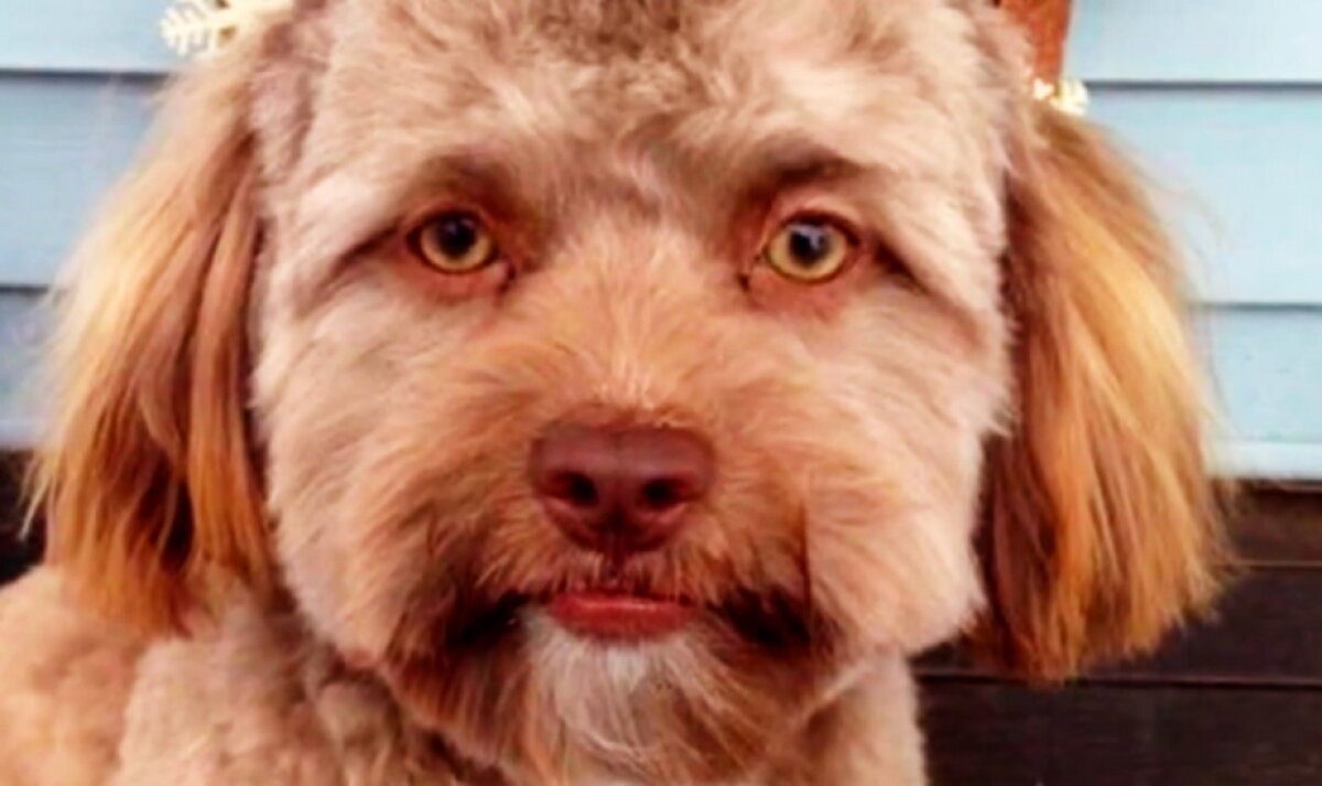 FOTO & VIDEO Un căţel cu chip de om a înnebunit lumea virtuală