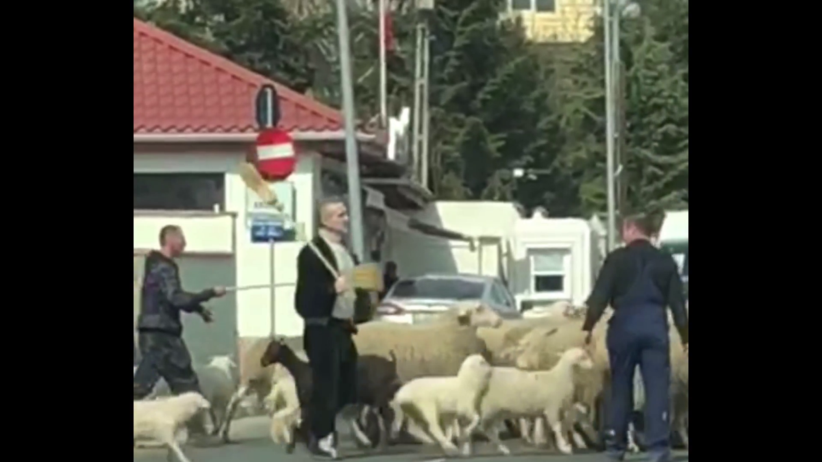 VIDEO Cioban de Pipera » Imagini fabuloase cu Gigi Becali pe străzi: și-a scos oile la plimbare și a blocat traficul