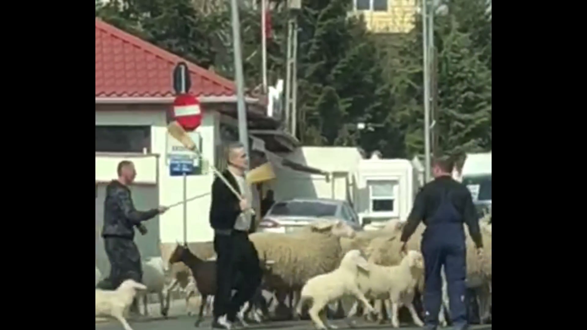 VIDEO Cioban de Pipera » Imagini fabuloase cu Gigi Becali pe străzi: și-a scos oile la plimbare și a blocat traficul