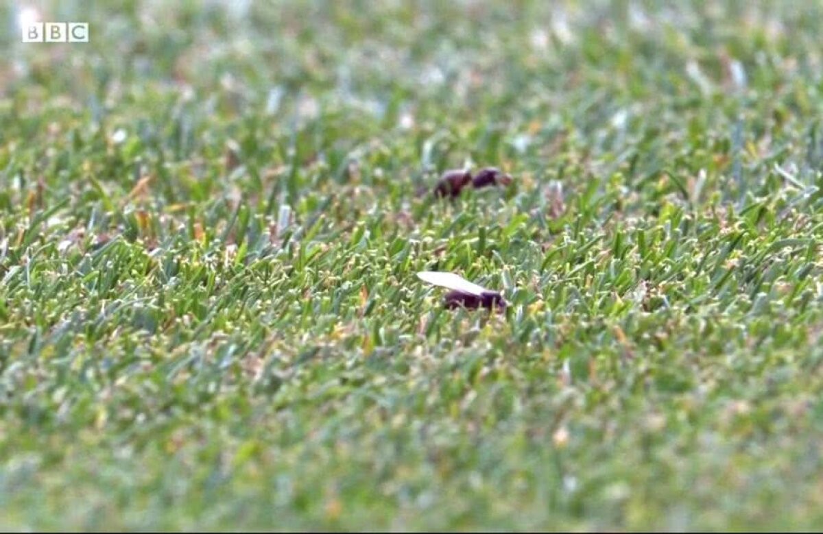 GALERIE FOTO Probleme la Wimbledon la meciul Wozniacki - Makarova » Daneza s-a enervat: "Nu vreau să înghit insecte!"