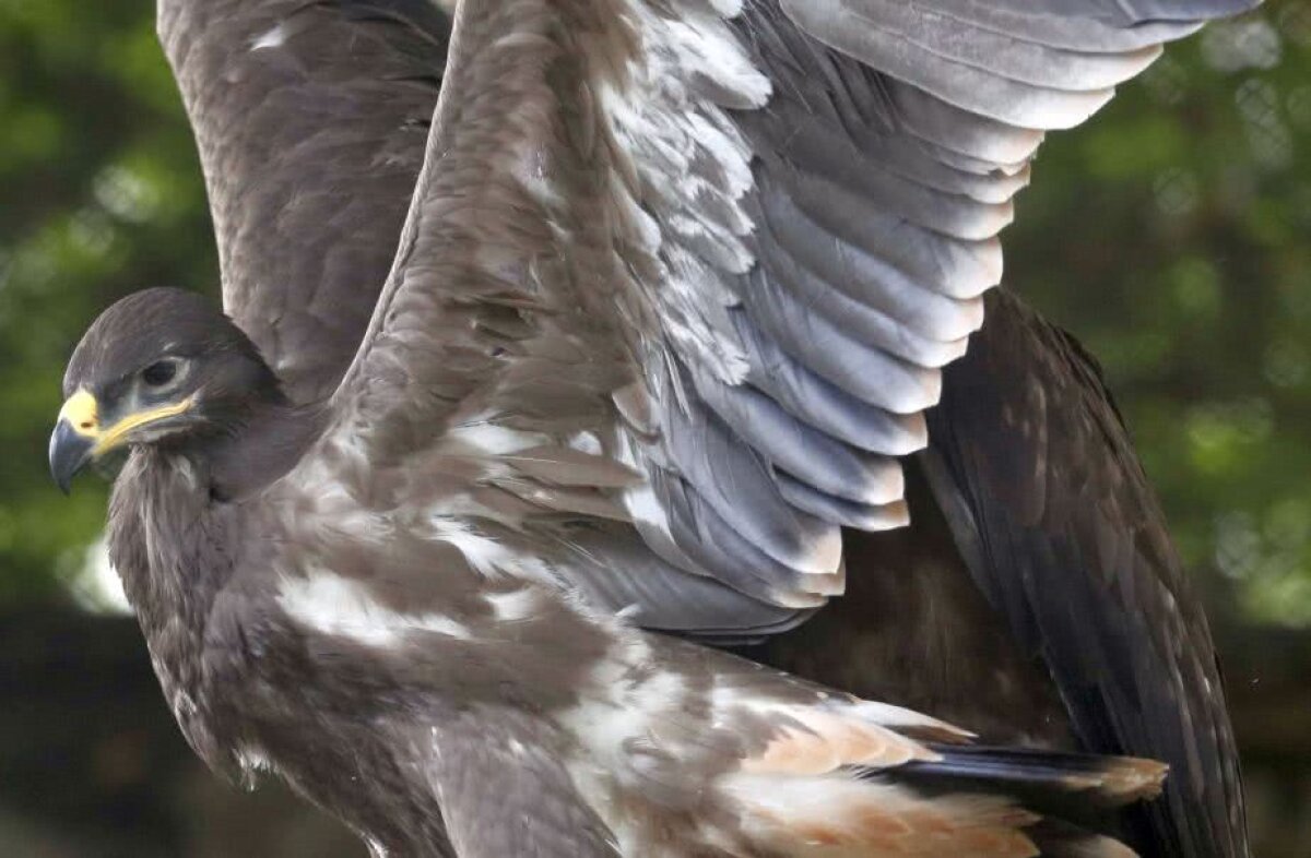 GALERIE FOTO Vulturul Akinfeev! Grădina zoologică din Moscova a botezat o pasăre cu numele eroului rus din meciul cu Spania 