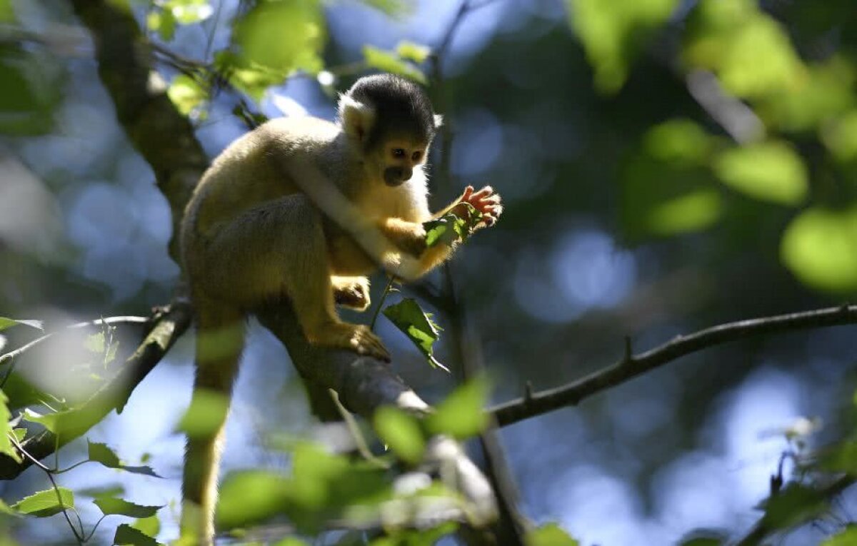 CORESPONDENȚĂ DIN OLANDA // EXCLUSIV La FCSB e ca-n Westworld! Culisele cantonamentului roș-albaștrilor » De la ceai anti-sex la funii și GPS