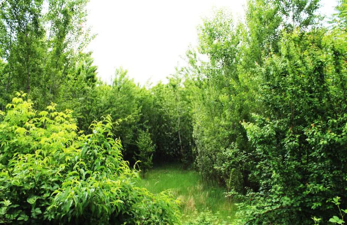 FOTOREPORTAJ GSP Jungla din mijlocul Ploieștiului » Baza sportivă cedată de MTS federației de judo e abandonată de 11 ani!