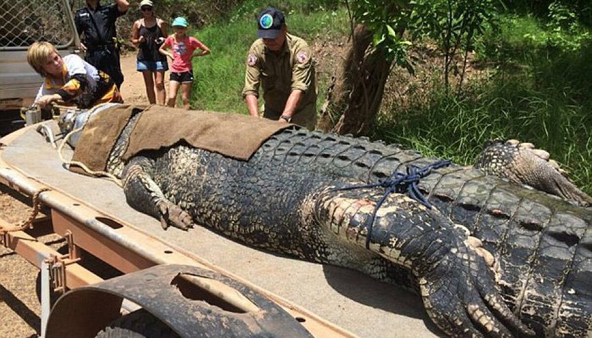 FOTO Incredibil! A fost capturat un crocodil de 600 de kilograme!