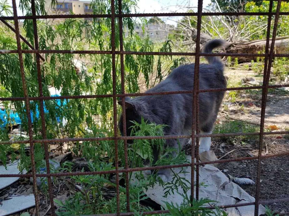 EXCLUSIV / VIDEO+FOTO Hipermarket pe locul fostei baze sportive Girueta! » Locuitorii din zonă sunt revoltaţi: "Vom ajunge în instanţă"