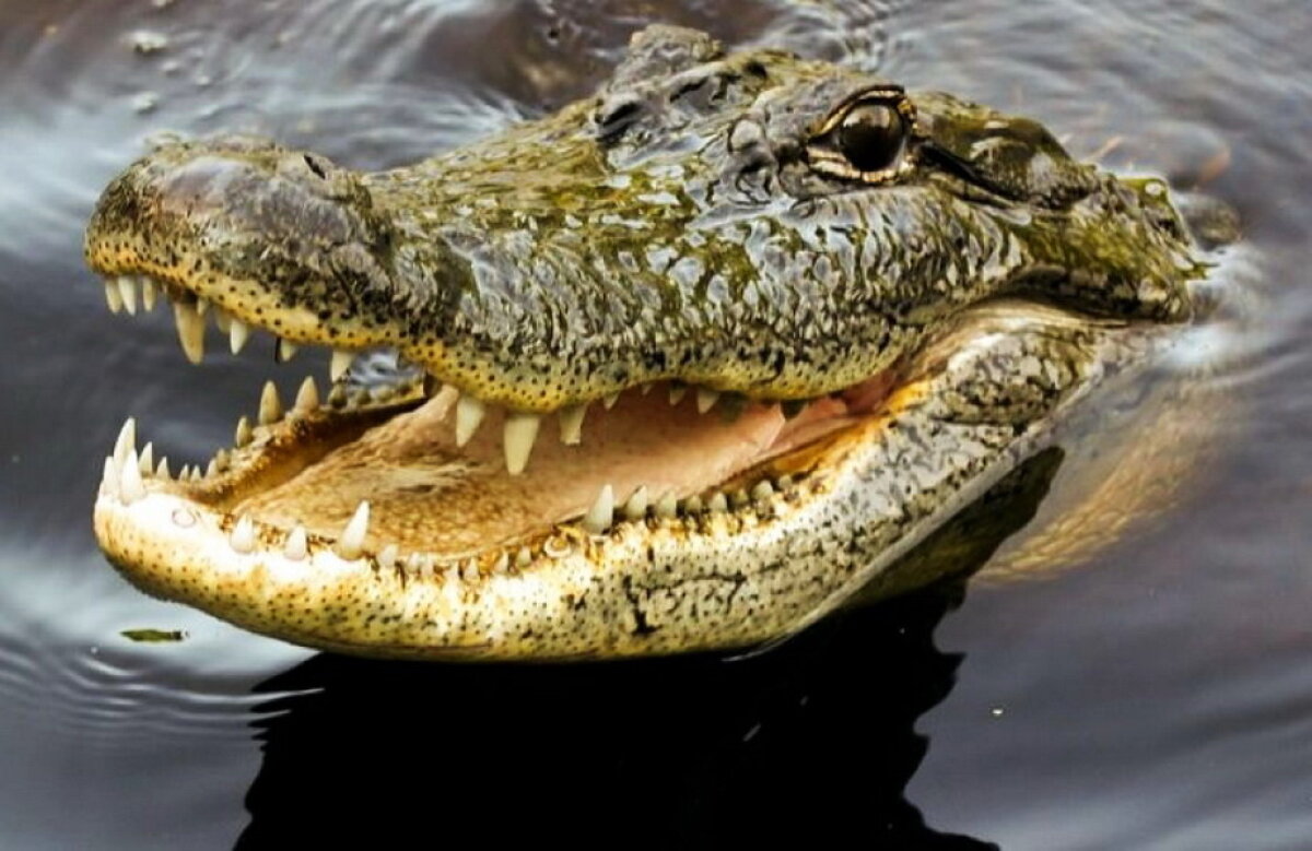 Un bărbat a fost omorât de crocodili » Este incredibil ce s-a întâmplat după înmormântare!