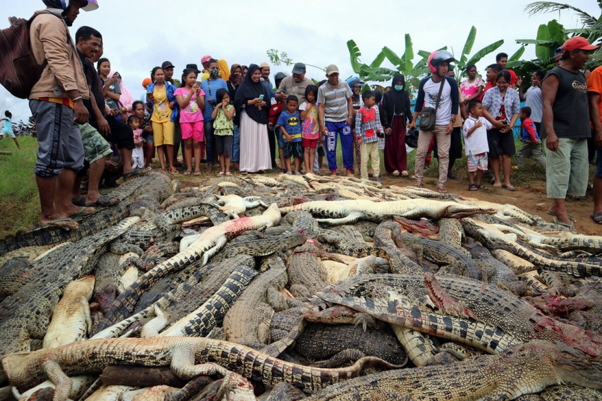 Un bărbat a fost omorât de crocodili » Este incredibil ce s-a întâmplat după înmormântare!