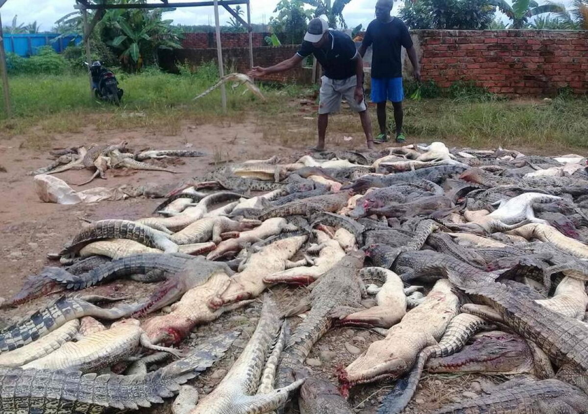 Un bărbat a fost omorât de crocodili » Este incredibil ce s-a întâmplat după înmormântare!