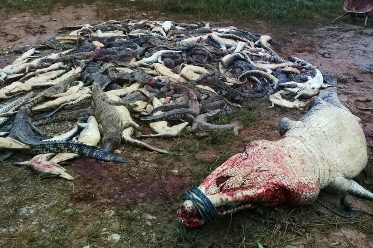 Un bărbat a fost omorât de crocodili » Este incredibil ce s-a întâmplat după înmormântare!