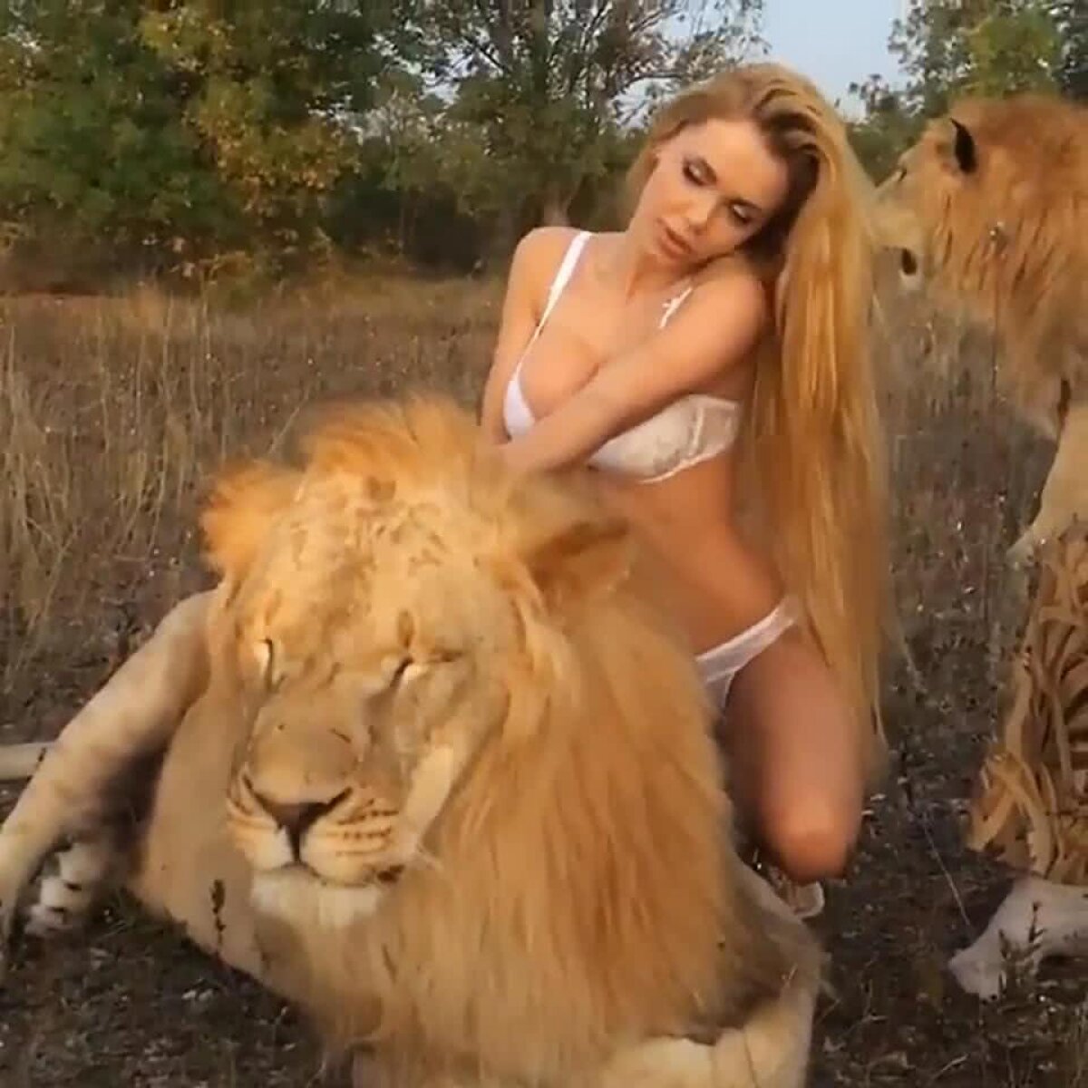 VIDEO&FOTO Curaj extrem! Un fotomodel s-a pozat semi-nud alături de doi lei