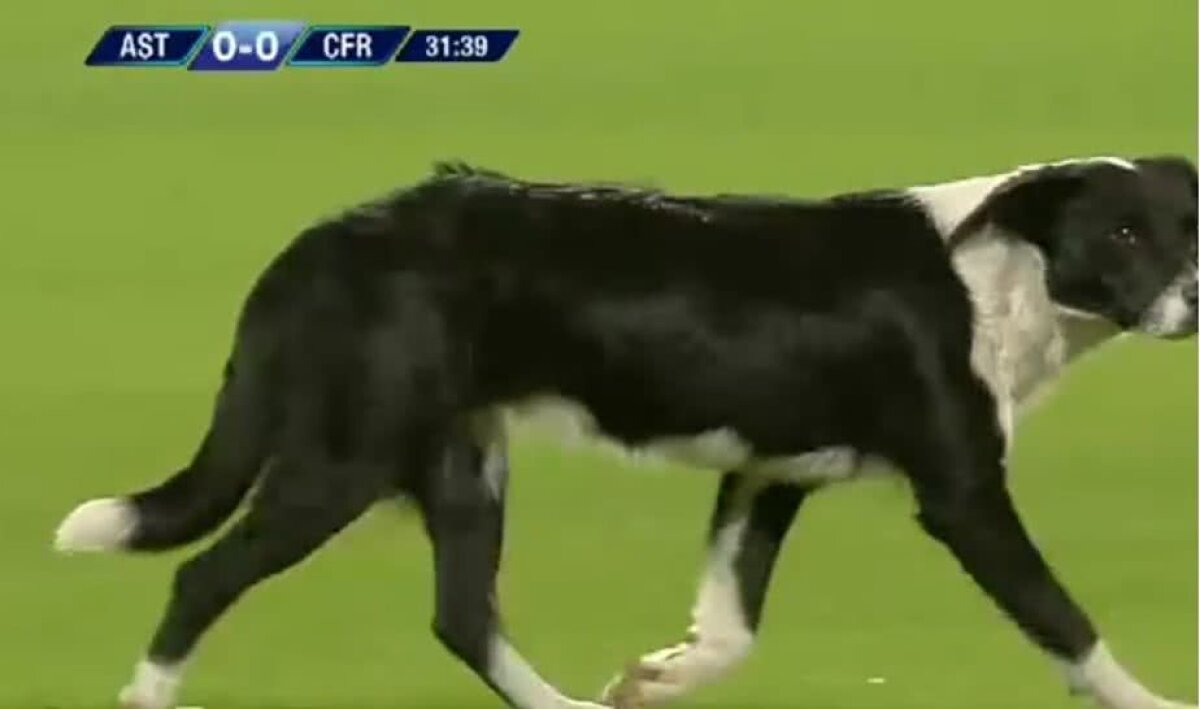 GALERIE FOTO Viață de câine: imagini antologice la Astra - CFR Cluj » Un patruped și-a făcut de cap și a fost escortat de Bejan