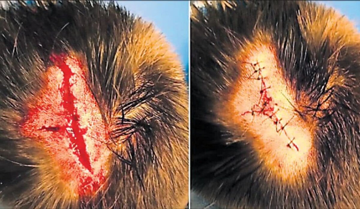 Fotografia zilei - cele mai interesante imagini ale lunii noiembrie 2018 în sport