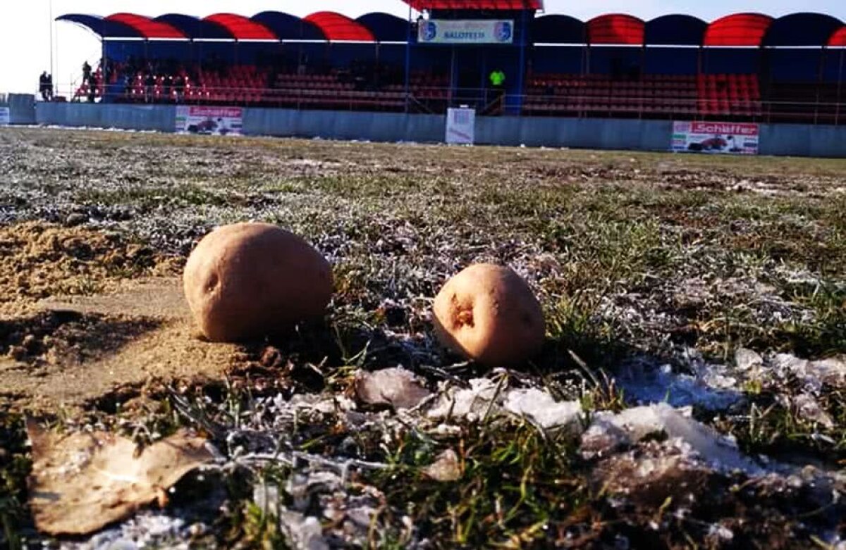 FOTO Imagini epocale în fotbalul românesc » Au "răsărit" cartofii pe un teren din liga secundă