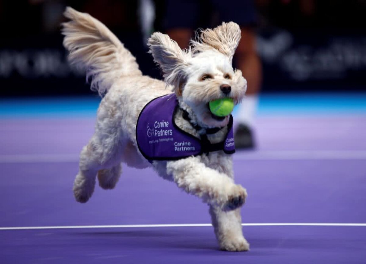 GALERIE FOTO Viitorul tenisului? Copiii de mingi au fost înlocuiți » Au adus câini la turneul de astăzi din Londra