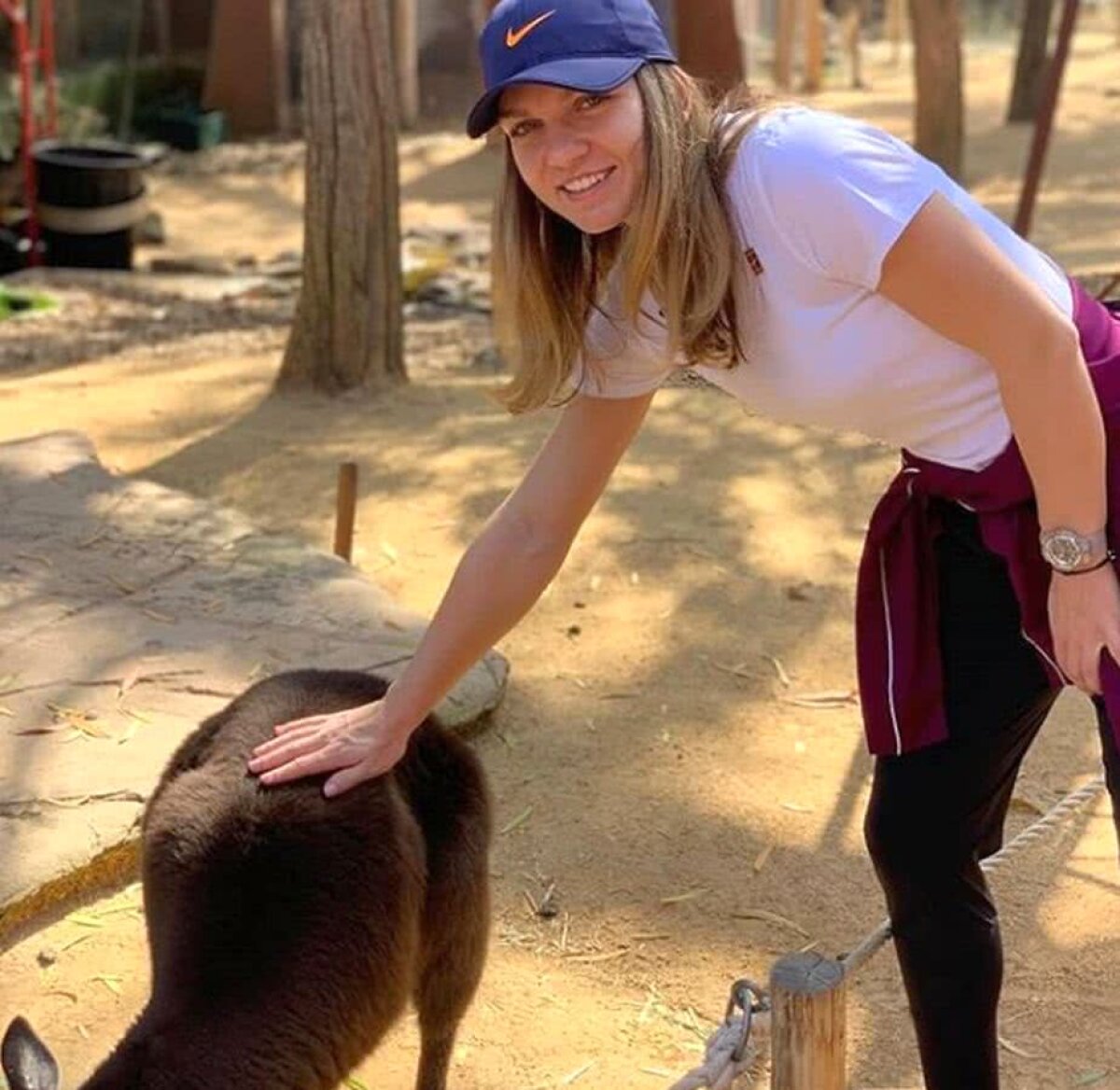 SIMONA HALEP. VIDEO + FOTO Simona Halep s-a distrat înainte de turneul de la Sydney » Liderul WTA s-a relaxat printre koala și canguri