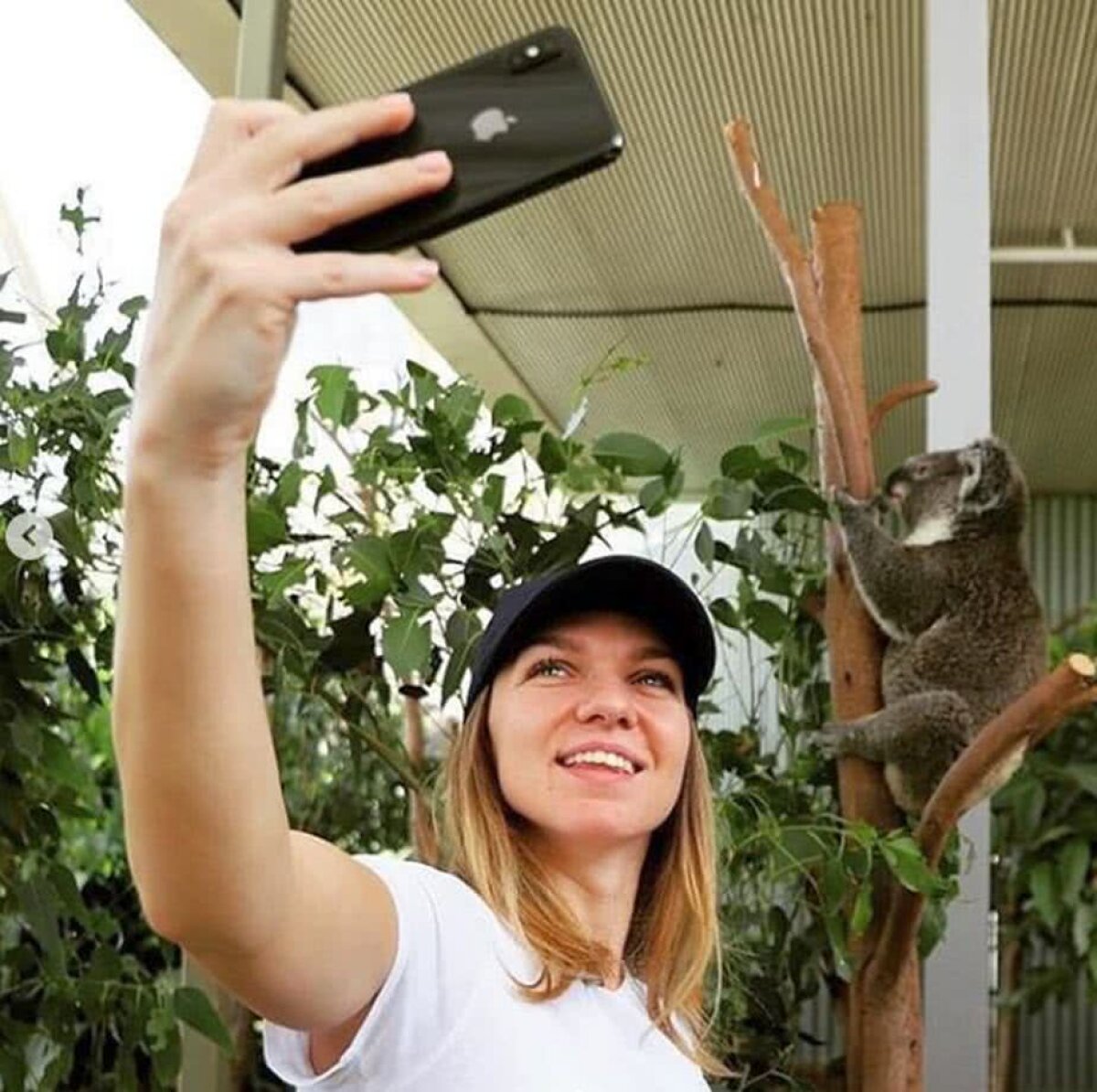 SIMONA HALEP. VIDEO + FOTO Simona Halep s-a distrat înainte de turneul de la Sydney » Liderul WTA s-a relaxat printre koala și canguri