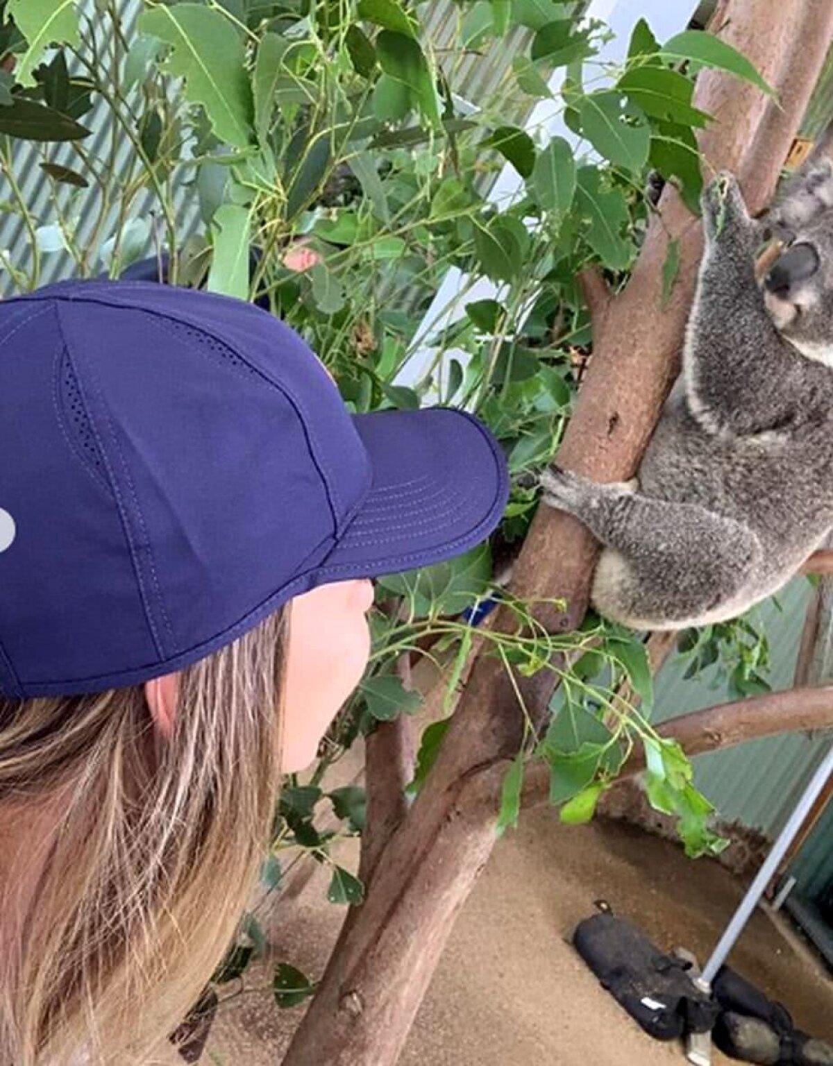 SIMONA HALEP. VIDEO + FOTO Simona Halep s-a distrat înainte de turneul de la Sydney » Liderul WTA s-a relaxat printre koala și canguri