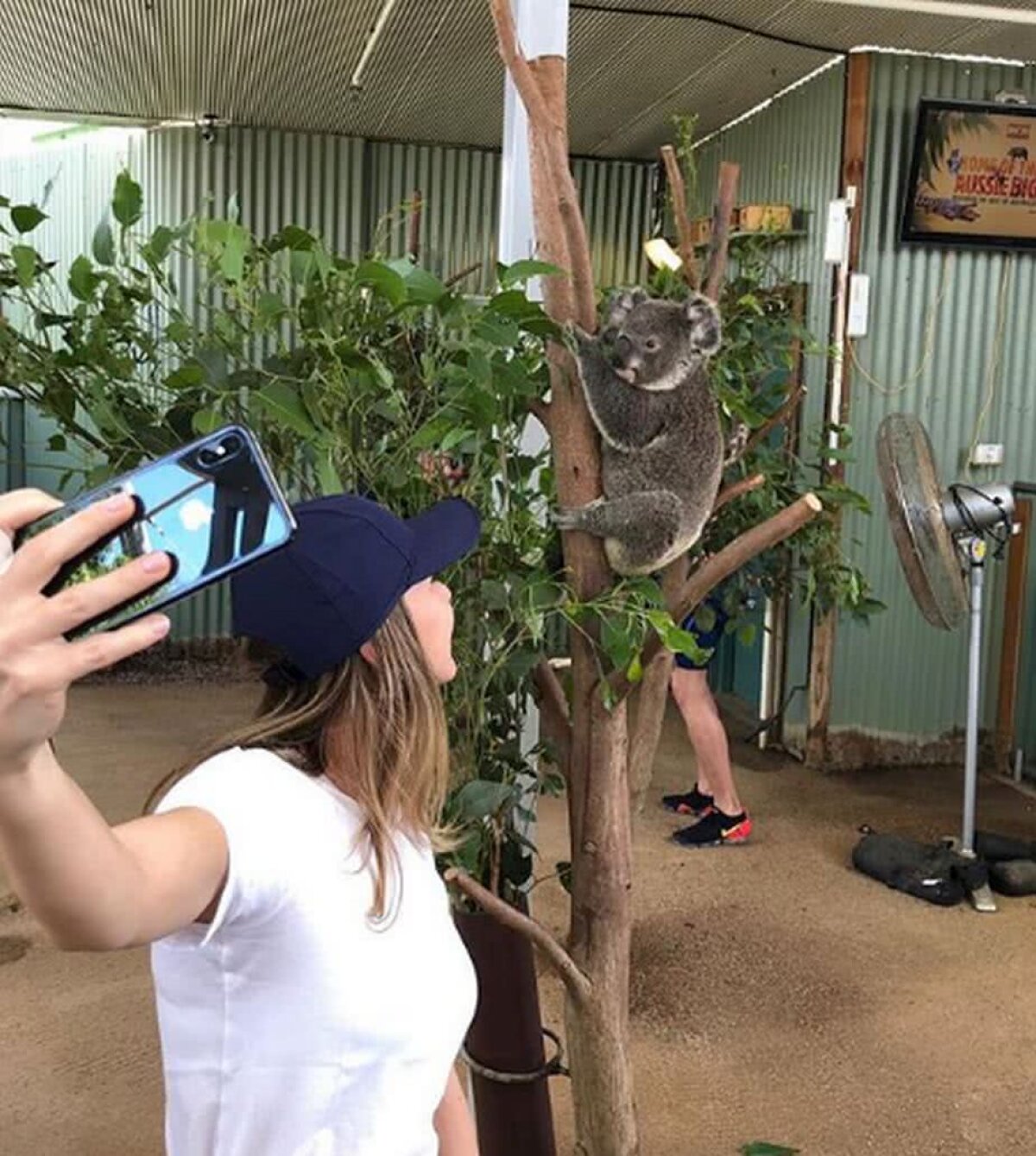 SIMONA HALEP. VIDEO + FOTO Simona Halep s-a distrat înainte de turneul de la Sydney » Liderul WTA s-a relaxat printre koala și canguri