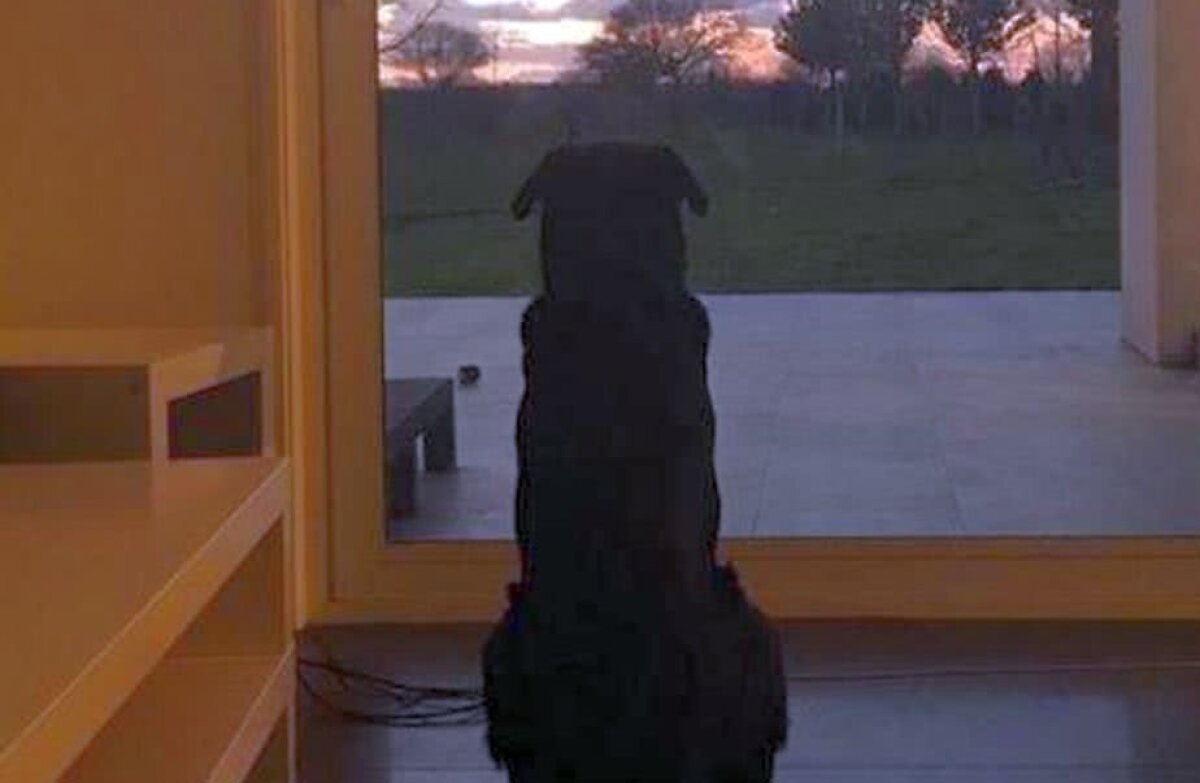 EMILIANO SALA // FOTO Emoționant! Fotografia postată de sora lui Emiliano Sala cu câinele acestuia: „Și Nala te așteaptă”