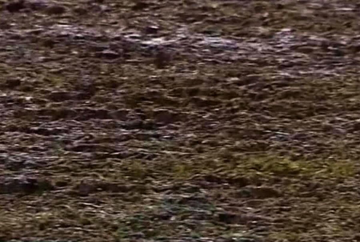 CSIKSZEREDA - CS U CRAIOVA // FOTO+VIDEO Déjà-vu pentru olteni? Cum arată gazonul de la Miercurea Ciuc înaintea ultimului meci din sferturile Cupei