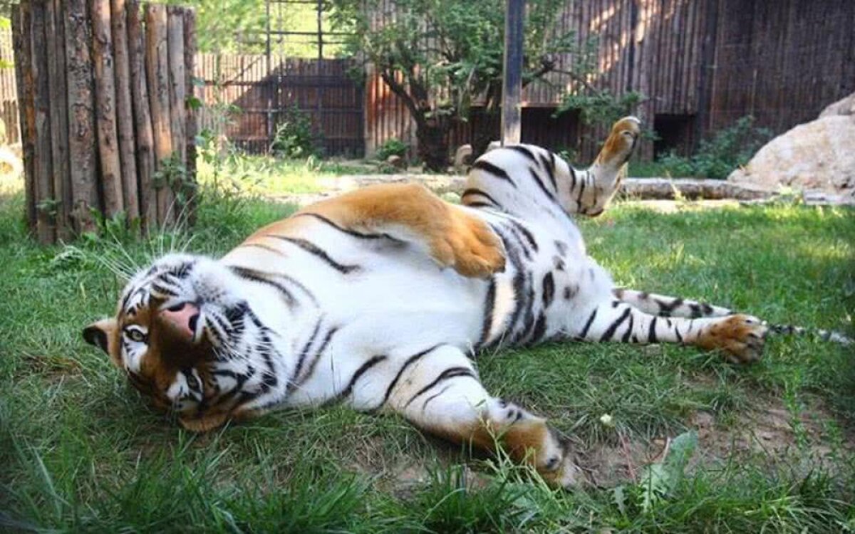 Back to school la Zoo! Conducerea Grădinii Zoologice din Băneasa a cumpărat tigrilor caiete de trei ori mai scumpe decât prețul pieței!