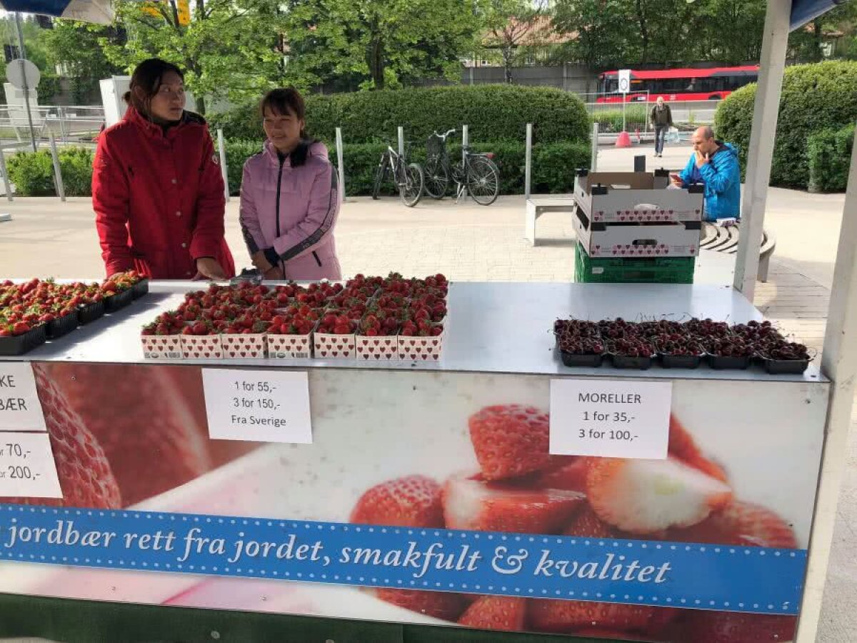 NORVEGIA - ROMÂNIA // Doar 800 de fani români vor fi la meciul cu Norvegia! Mesaj cu Burebista + cireșe la 80 lei kilogramul