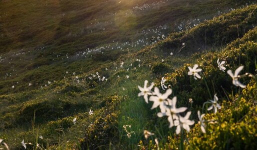 Imagini uimitoare cu "Muntele cu Narcise" din România. Locul e rupt din ...