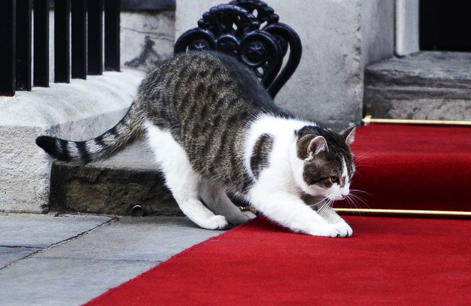 Motanul Larry va rămâne în reședința din 10 Downing Street
