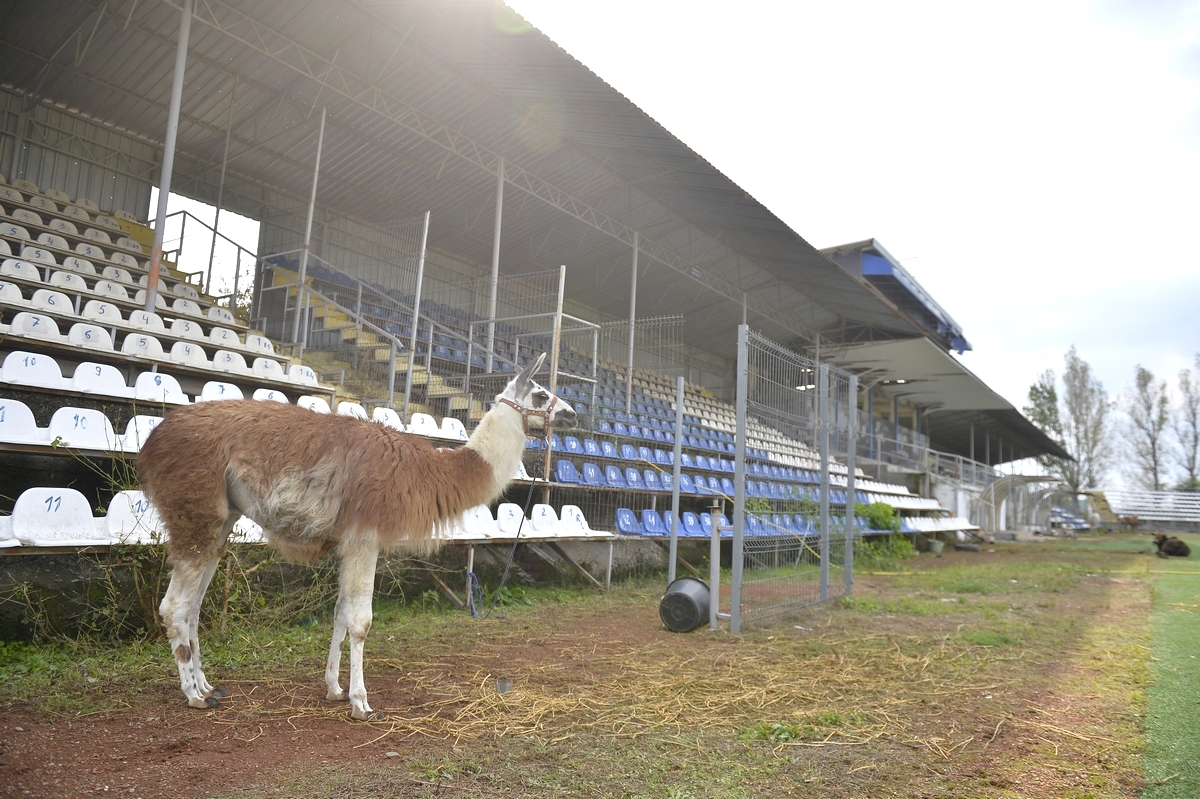 alx3228 circ lama stadion unirea stadion urziceni stadionul tineretului