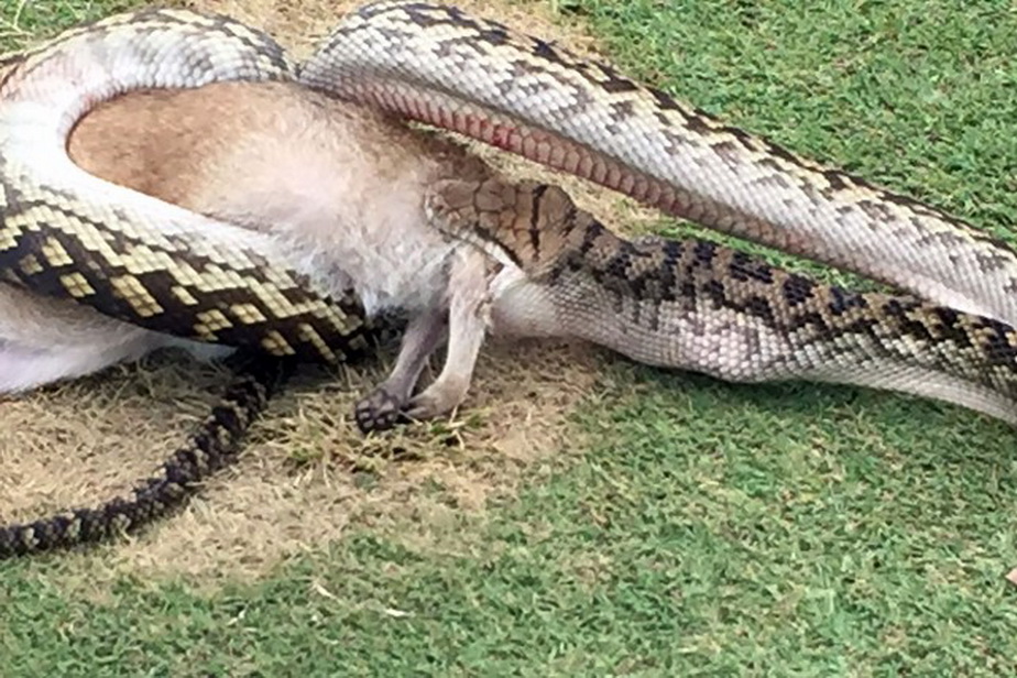 Scene incredibile pe un teren de golf din Australia, după apariţia unui şarpe imens