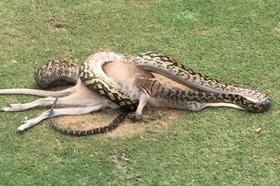 Scene incredibile pe un teren de golf din Australia, după apariţia unui şarpe imens