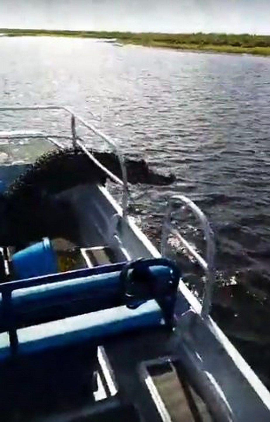 Momente de groază în Florida! » Un crocodil a sărit în barca unui cuplu