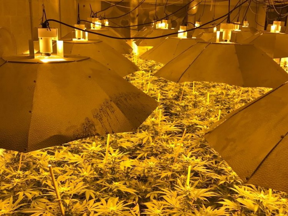Mii de plante de cannabis, găsite într-un buncăr nuclear
