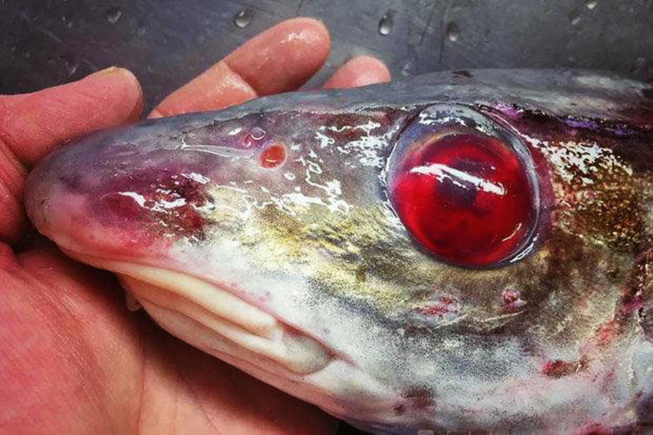 Un pescar rus a prins cel mai tare pește. Fotografia a devenit virală!