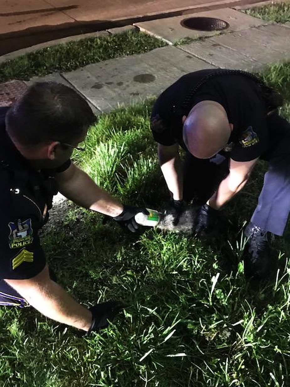 Cea mai tare misiune » Poliţiştii au ajutat un raton să îşi scoată capul dintr-un borcan!