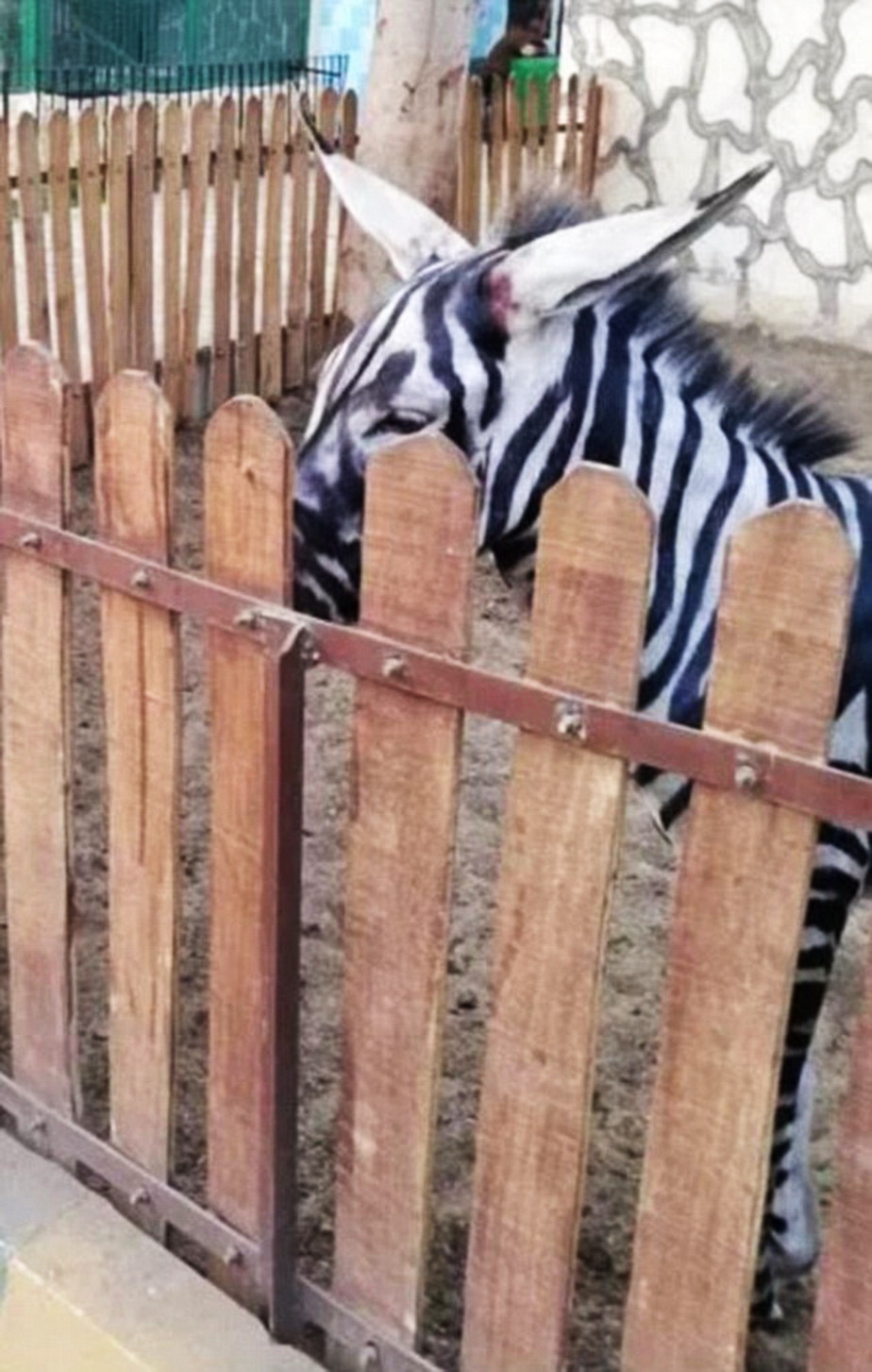 Farsă pe banii vizitatorilor la zoo » Măgar pictat în loc de zebră