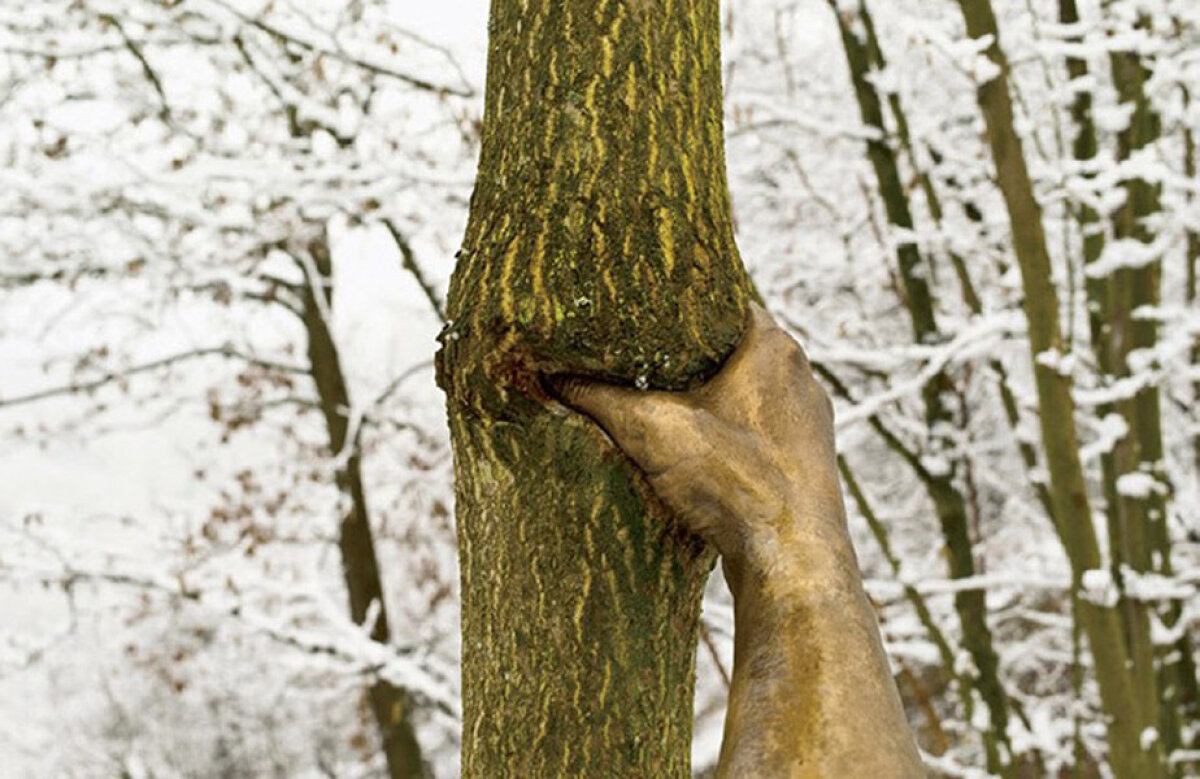 Растительные сообщества дубрава. Переплетенные деревья. От каких условий зависит выбор букв в окончаниях прилагательных. Обои стволы деревьев. Ствол дерева служит ему две службы он.