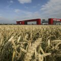 Stadionul celor de
la Mainz se află
într-un lan de grîu
f Reuters