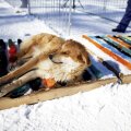 Cîini în fața locul de antrenament pentru cross-country, foto: reuters