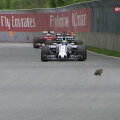 Pe circuitul Gilles Villeneuve și-a făcut apariția la un moemnt dat un castor. Din fericire, a scăpat nevătămat